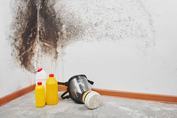 Best Black Mold Removal  in Middleton, WI