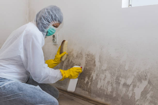 Home Mold Removal in Middleton, WI