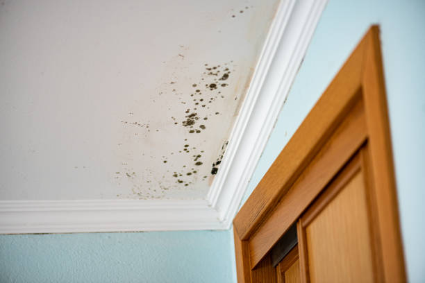 Best Crawl Space Mold Removal  in Middleton, WI