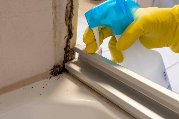 Mold Removal and Inspection in Middleton, WI