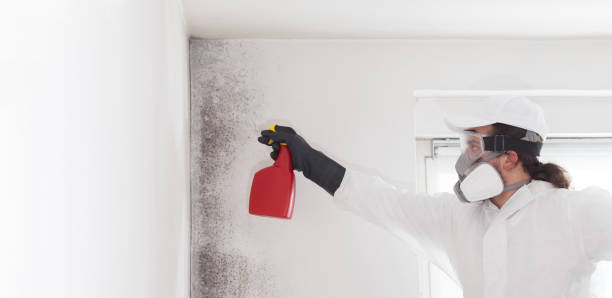 Best Mold Removal Company Near Me  in Middleton, WI