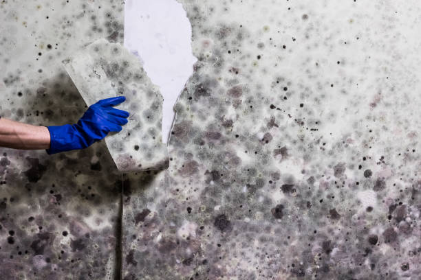 Mold Removal Process in Middleton, WI