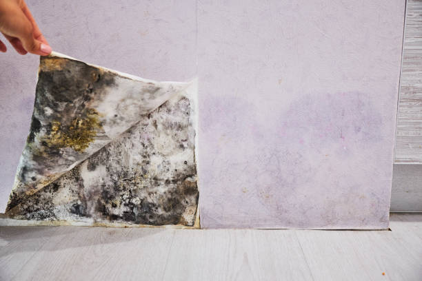 Best Residential Mold Removal  in Middleton, WI